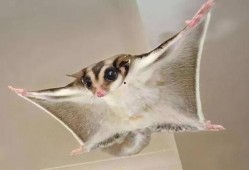 沈北虎饲养基地爆料视频,独家爆料视频深度解析