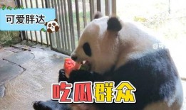 娱乐吃瓜大熊猫视频下载
