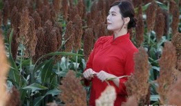 高粱红了在线观看,红色记忆的传承与再现