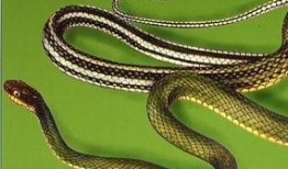 花蛇在线观看视频,在线揭秘神秘蛇舞传奇