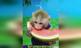 娱乐吃瓜酱猴,揭秘娱乐圈那些不为人知的幕后故事