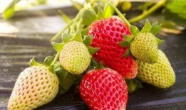 草莓皮肤爆料视频大全最新,揭秘最新游戏角色魅力瞬间