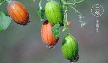 王瓜店免费吃的是什么,揭秘免费美食背后的秘密