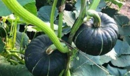 网红瓜都是谁吃的啊图片,揭秘网红瓜背后的神秘食客