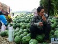 文安县网红吃瓜事件,揭秘网络舆论背后的真相