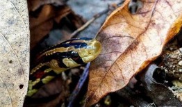 花蛇在线观看视频,在线揭秘神秘蛇舞传奇