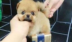 沈北虎饲养基地爆料视频,独家爆料视频深度解析