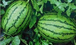 免费吃瓜网官网