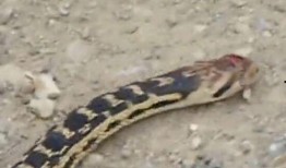 花蛇在线观看视频,在线揭秘神秘蛇舞传奇