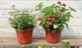 原神博士爆料最新视频大全,揭秘游戏新内容与精彩视频大盘点