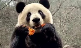 娱乐吃瓜大熊猫视频下载
