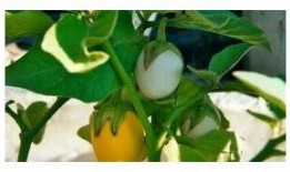 甜瓜最新版本爆料视频,亮点功能抢先看，带你领略全新体验