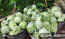 东北吃瓜网红是谁啊图片