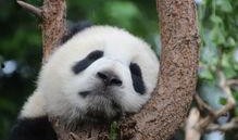 娱乐吃瓜大熊猫视频下载